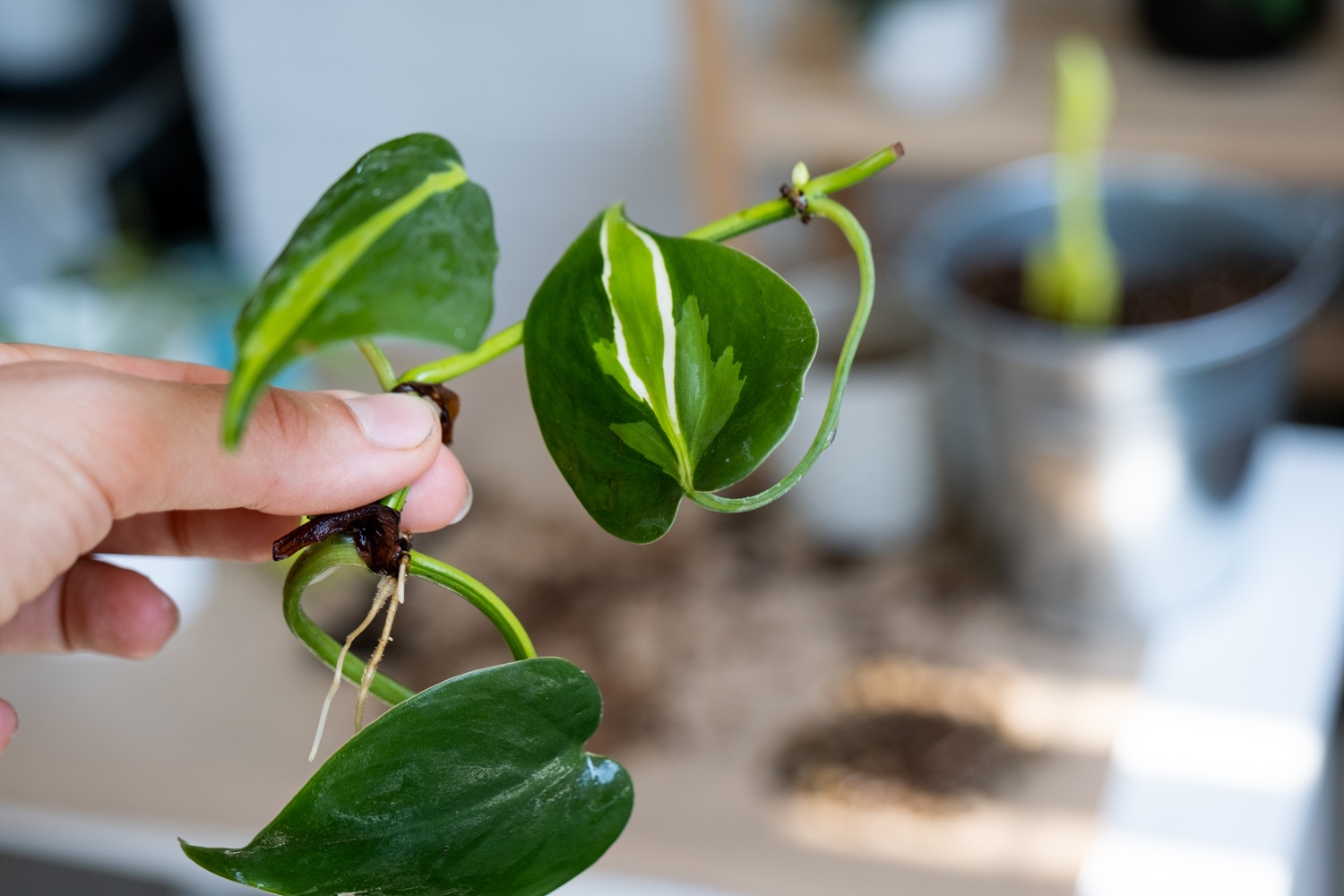 Epipremnum aureum