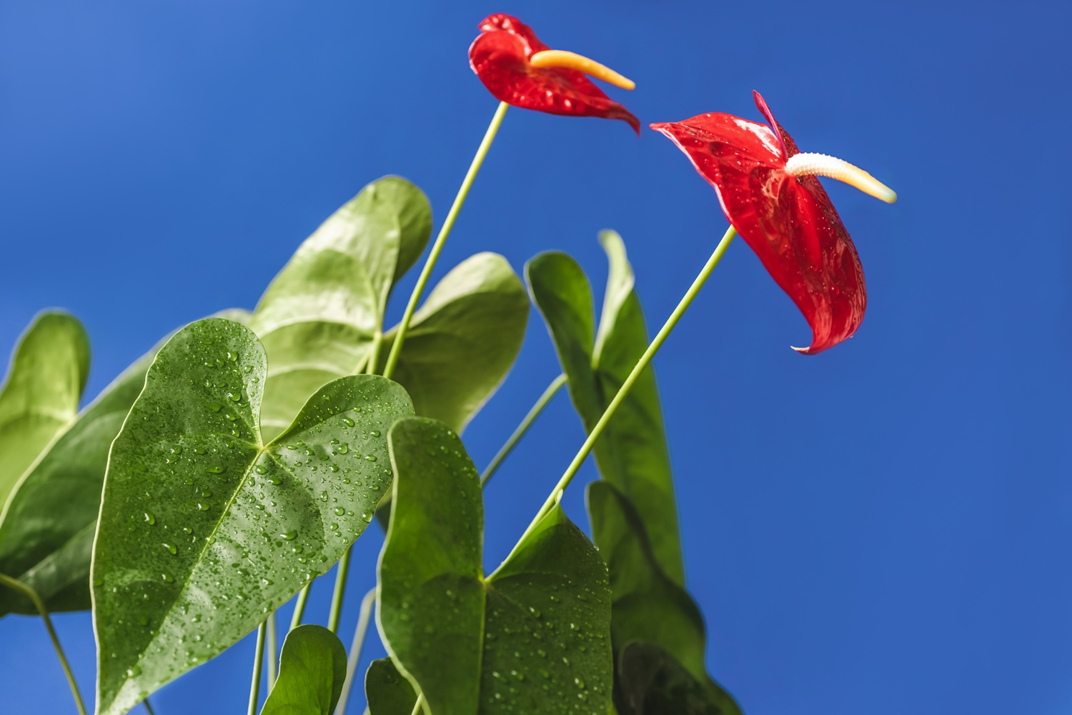 Anthurium andraeanum