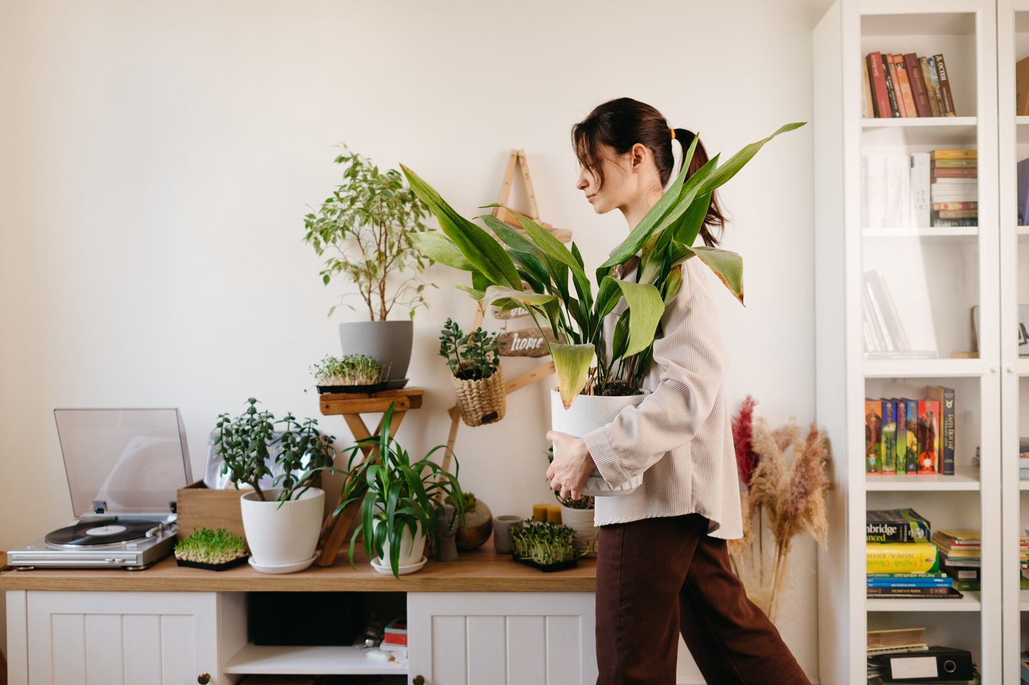 Quer dar mais vida ao lar? Conheça as melhores plantas para apartamento, espécies fáceis de cuidar, que decoram e transformam os ambientes