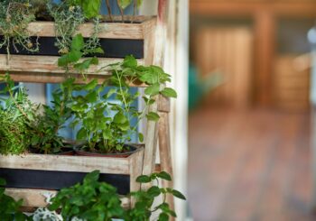 Ter uma horta em casa traz diversos benefícios. Confira temperos e hortaliças que você pode plantar em espaços externos ou até internos