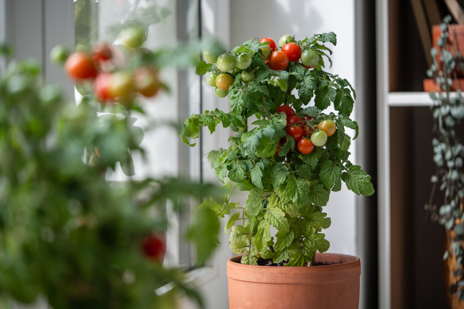 tomatinho